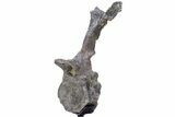 Rare, Stegosaurus Caudal Vertebra w/ Prong Morphology - Wyoming #232733-2